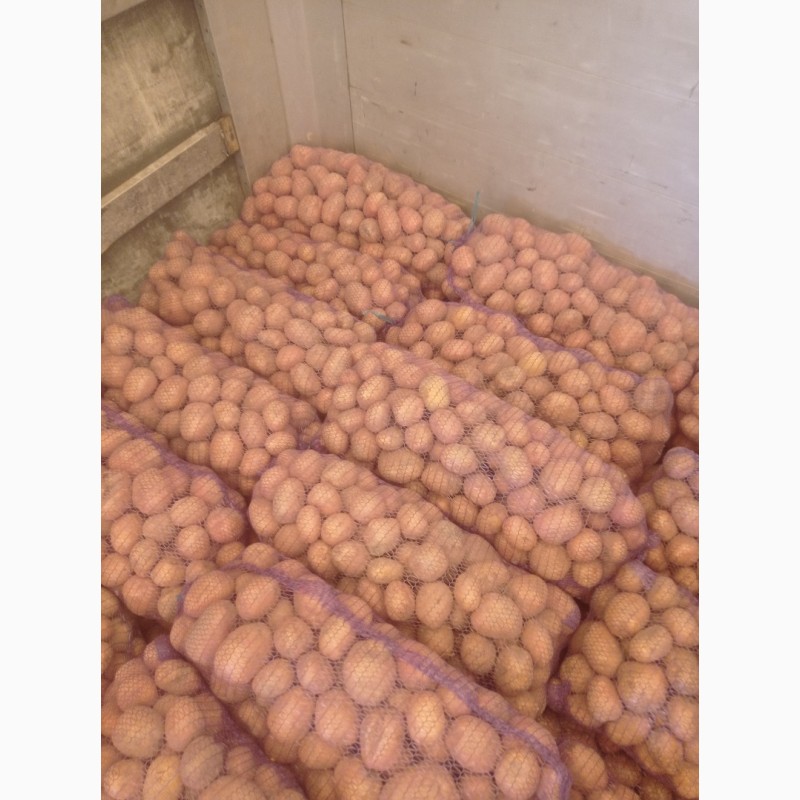 Фото 5. Продам картоплю бєлароса, арізона та гранада