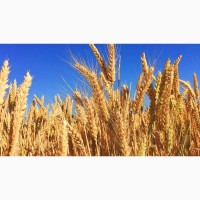 Продам насіння твердої пшениці сорт - Гардемарин