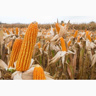 Насіння кукурудзи Дніпровський 181 СВ, ФАО 180, урожай - 2023