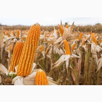 Насіння кукурудзи Дніпровський 181 СВ, ФАО 180, урожай - 2023