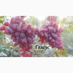 Продаю черенки і саджанці кращих сортів винограду(КМ-Велис, КМ Русбол, Лора та інші)