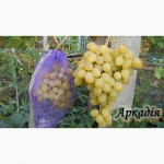 Продаю черенки і саджанці кращих сортів винограду(КМ-Велис, КМ Русбол, Лора та інші)