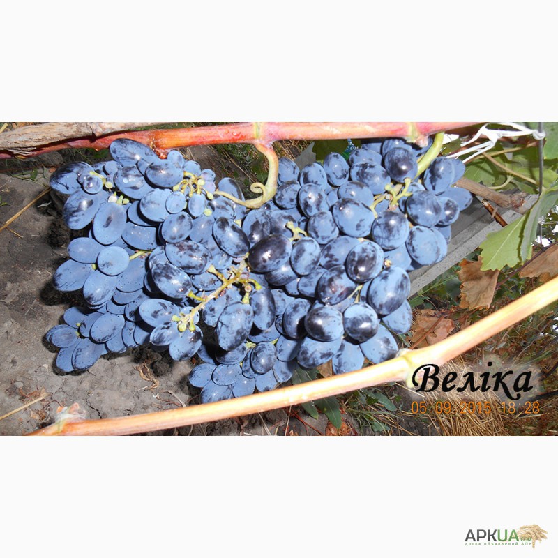 Фото 9. Продаю черенки і саджанці кращих сортів винограду(КМ-Велис, КМ Русбол, Лора та інші)