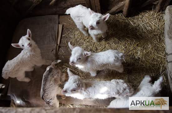 Фото 3. Продам козу полузааненской породы и семеро козлят