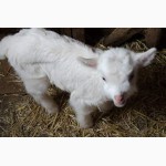 Продам козу полузааненской породы и семеро козлят
