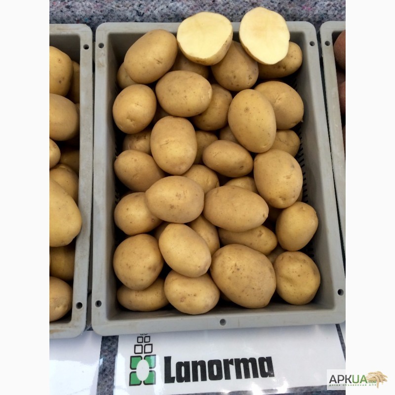 Фото 6. Сертифікована насіннєва картопля по низькій ціні