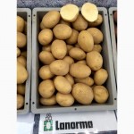Сертифікована насіннєва картопля по низькій ціні