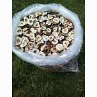 Продам сухие и маренованые грибы