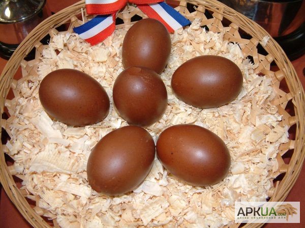 Фото 4. Продам цыплят, инкуб. яйця