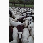 Продаются овцы 220 голов