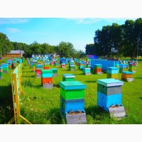 Предприятие покупает мед, прополис, воск в Николаевской области