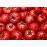 Продаём томаты из Марокко