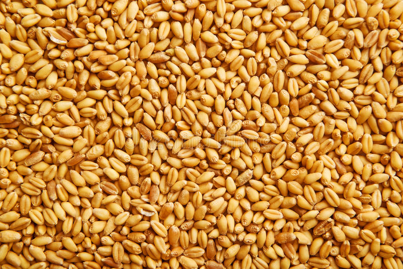  Пшеницу, Мелитополь — APKUA