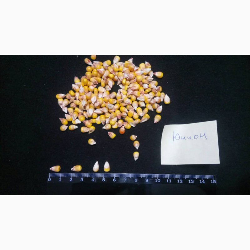 Фото 2. Семена кукурузы от производителя