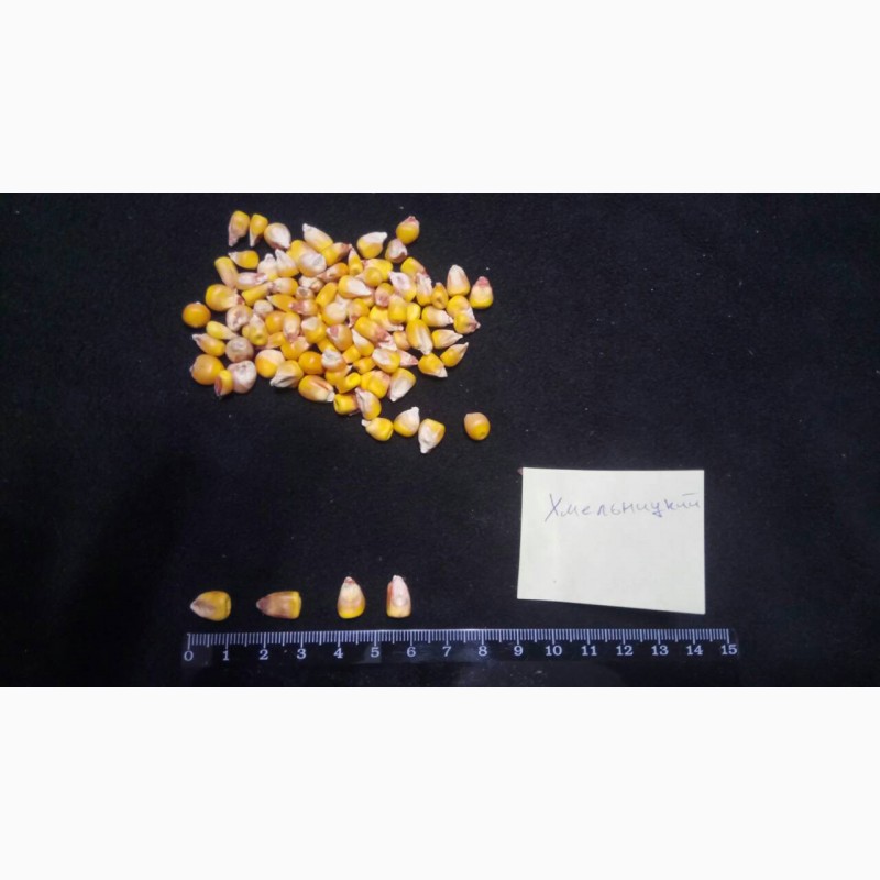 Фото 4. Семена кукурузы от производителя
