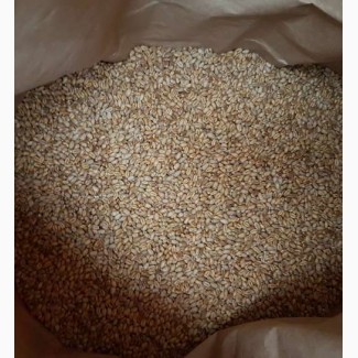 Продам семена озимой пшеницы MASON - трансгенный канадский сорт