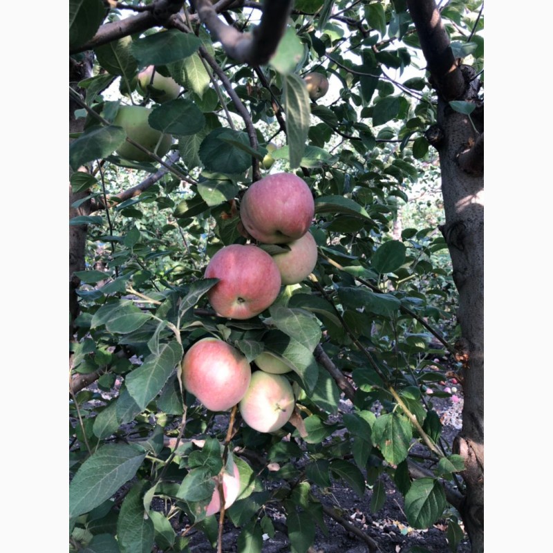 Фото 7. Продам яблоки