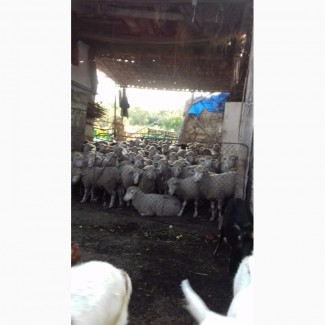 Продам овци