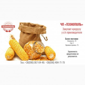 Закупаем кукурузу на постоянной основе ЧП Технополь