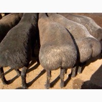 Продам овец баранов курдючных гисары