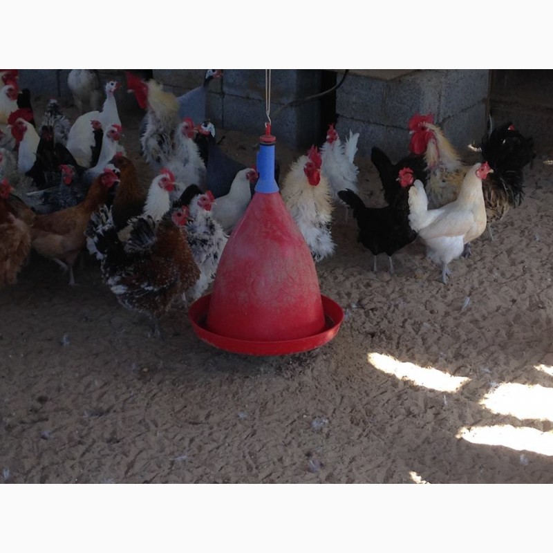 Фото 6. Поилки для курей бройлеров несушек цыплят уток, поїлки для курей курча