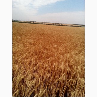 Пропонуємо насіння озимої пшениці Пандія