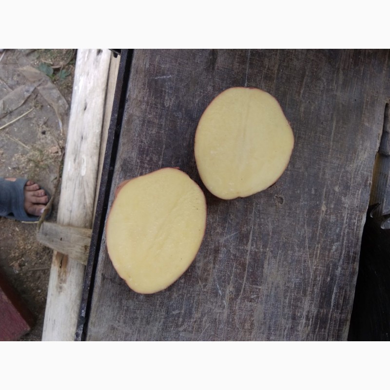 Фото 2. Продам картофель со склада Черновцы красных и белых сортов