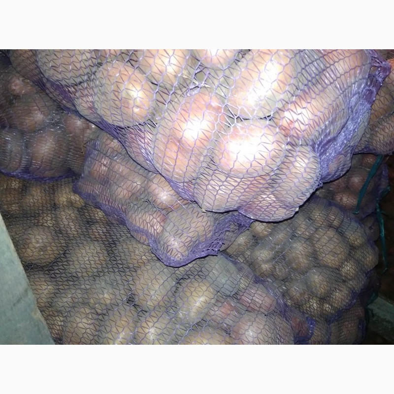 Фото 4. Продам картофель со склада Черновцы красных и белых сортов
