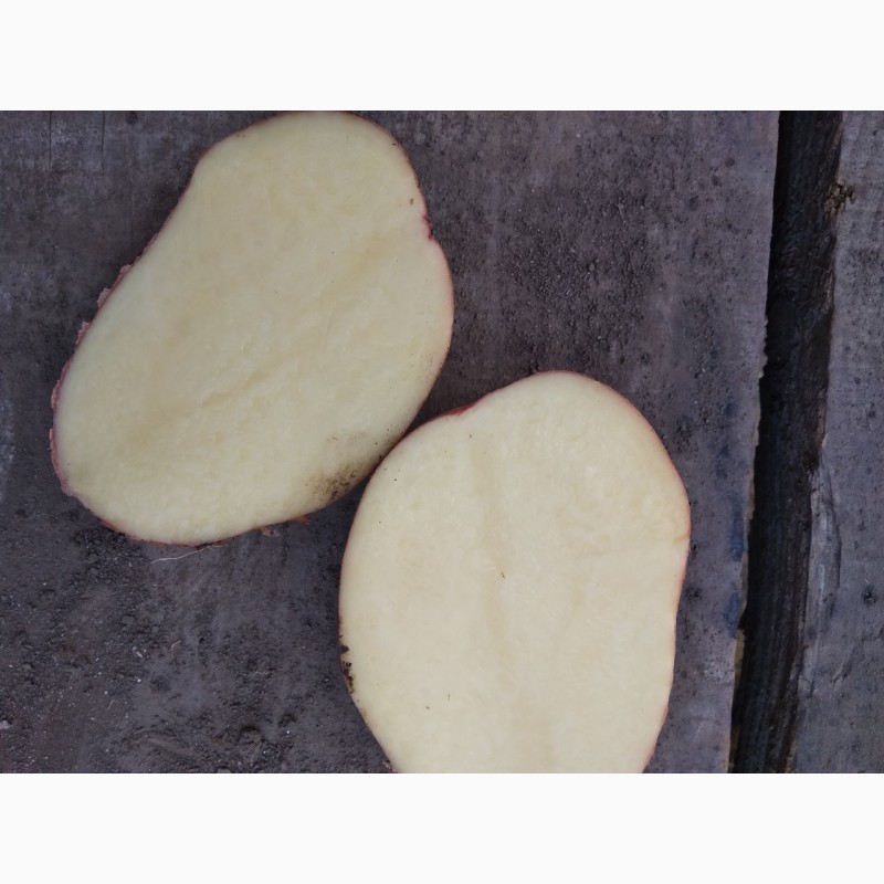 Фото 5. Продам картофель со склада Черновцы красных и белых сортов