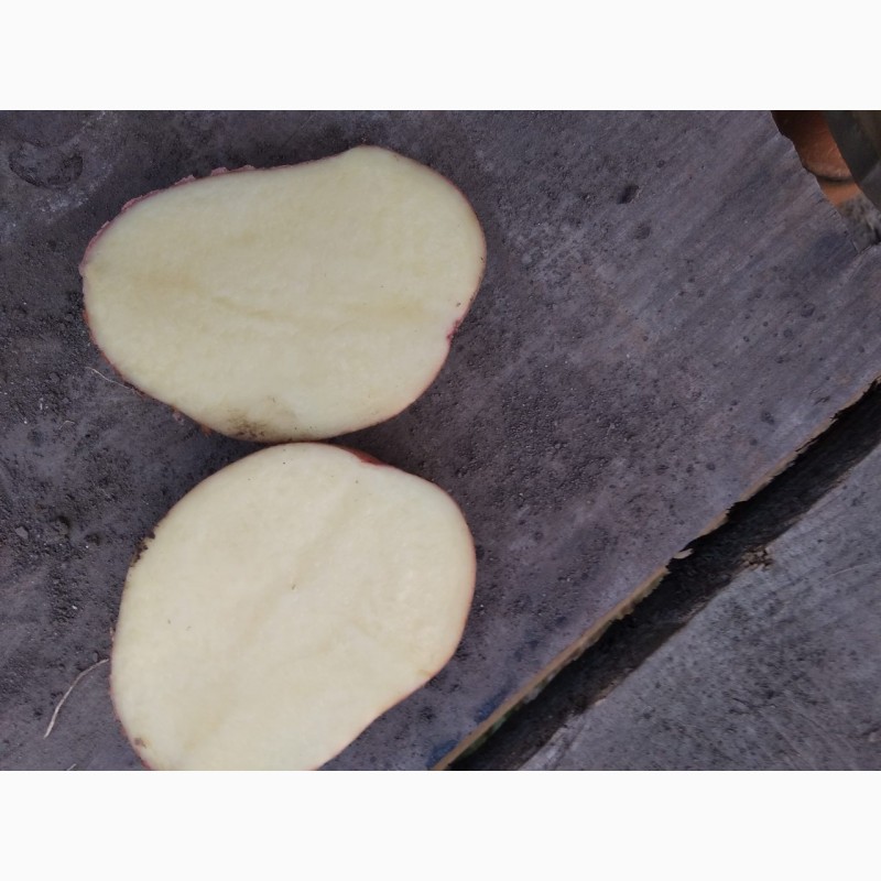 Фото 6. Продам картофель со склада Черновцы красных и белых сортов