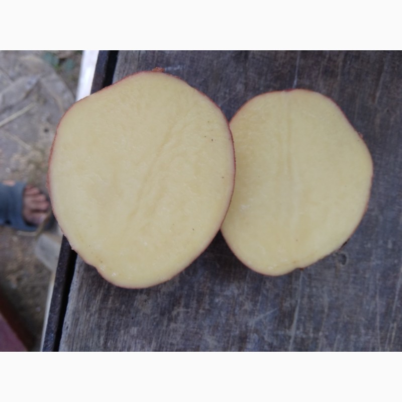 Фото 7. Продам картофель со склада Черновцы красных и белых сортов