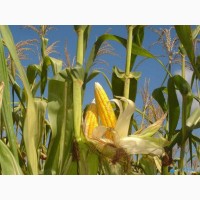 Пропонуємо по знижці якісне насіння кукурудзи: Вакула, Яніс, Онікс