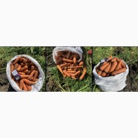 Морковь сорта «абака» крупным оптом