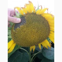 Продам насіння соняшника стійкі до гранстару (трибенурон-метил 750г/кг.)