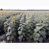 Продам насіння соняшника стійкі до гранстару (трибенурон-метил 750г/кг.)