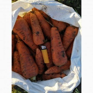 Продам морковь, сорт Абако