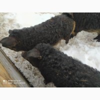 Продам свині мангали