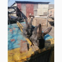 Продам кроликов молодняка