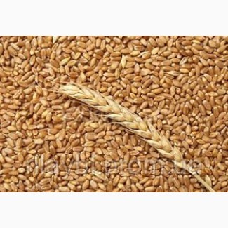 Продам посевной материал озимой пшеницы Антонина (суперэлита) Краснодарская селекция