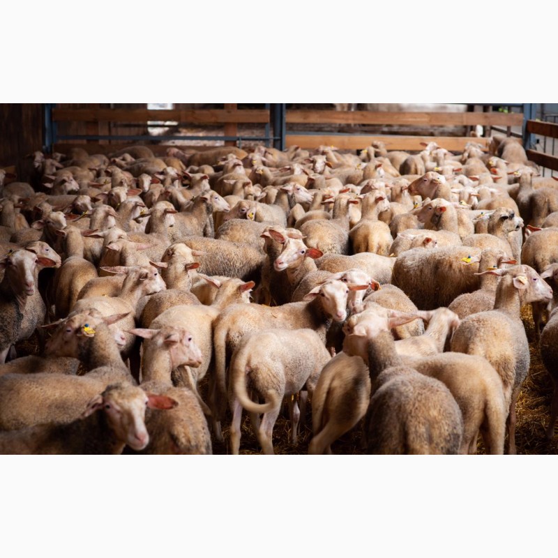 Фото 10. Продаются овцы французской породы ЛАКОН