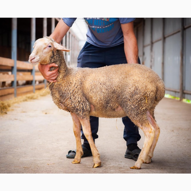 Фото 11. Продаются овцы французской породы ЛАКОН