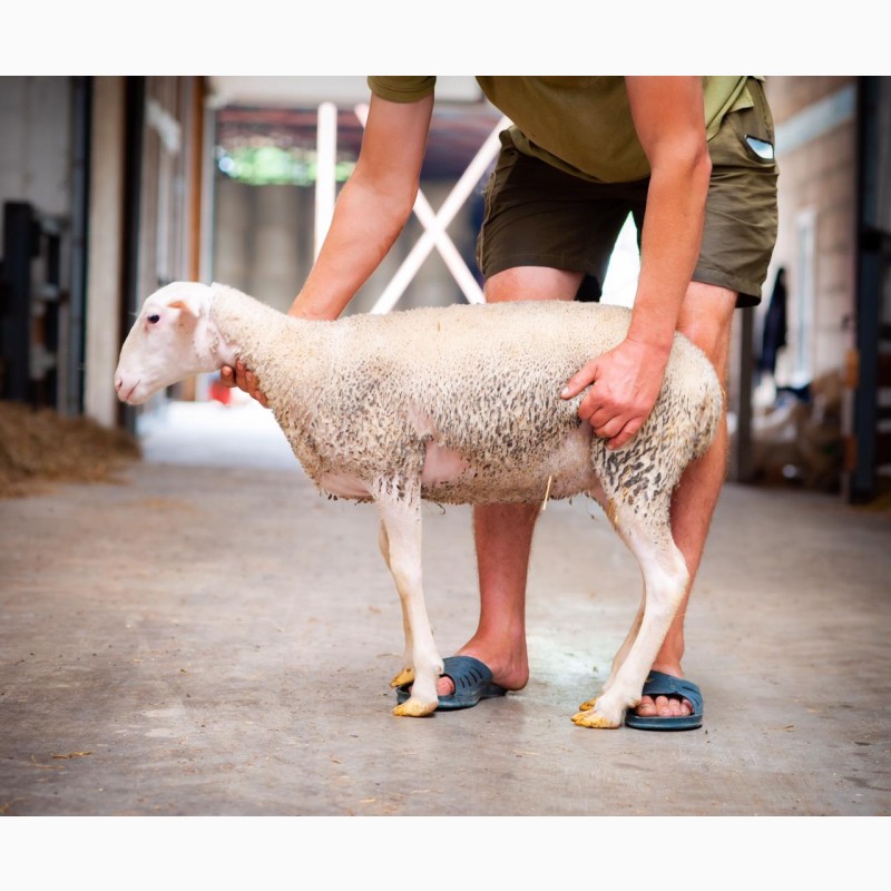 Фото 14. Продаются овцы французской породы ЛАКОН