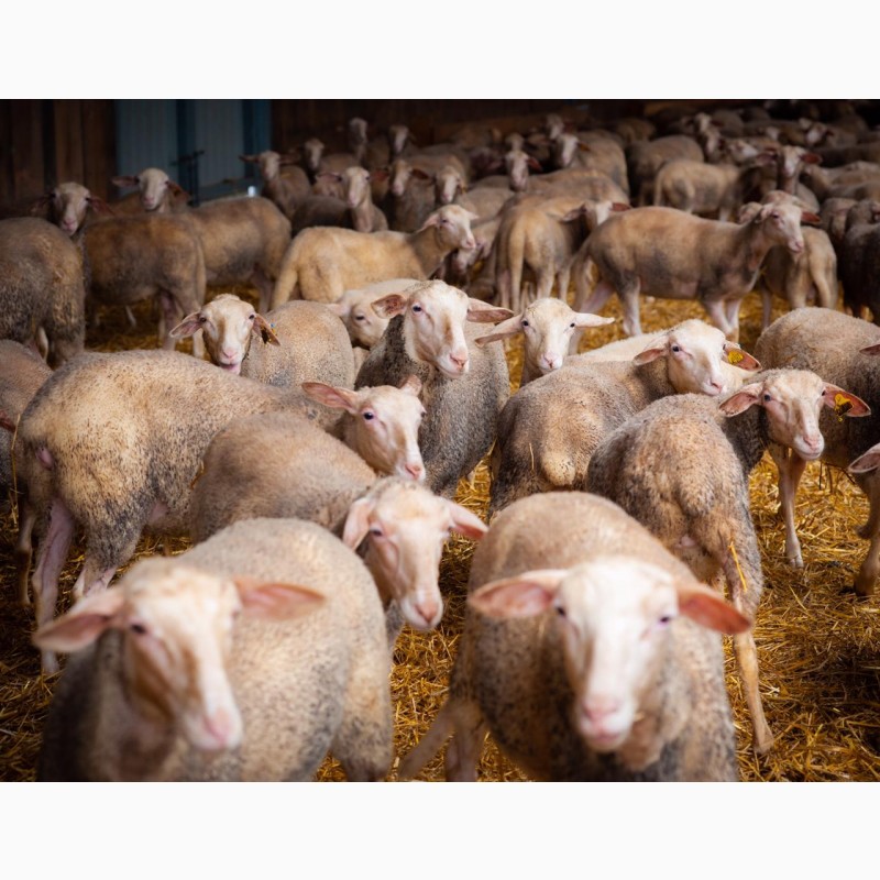 Фото 15. Продаются овцы французской породы ЛАКОН