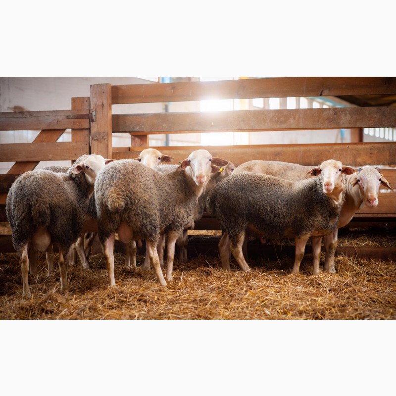 Фото 17. Продаются овцы французской породы ЛАКОН