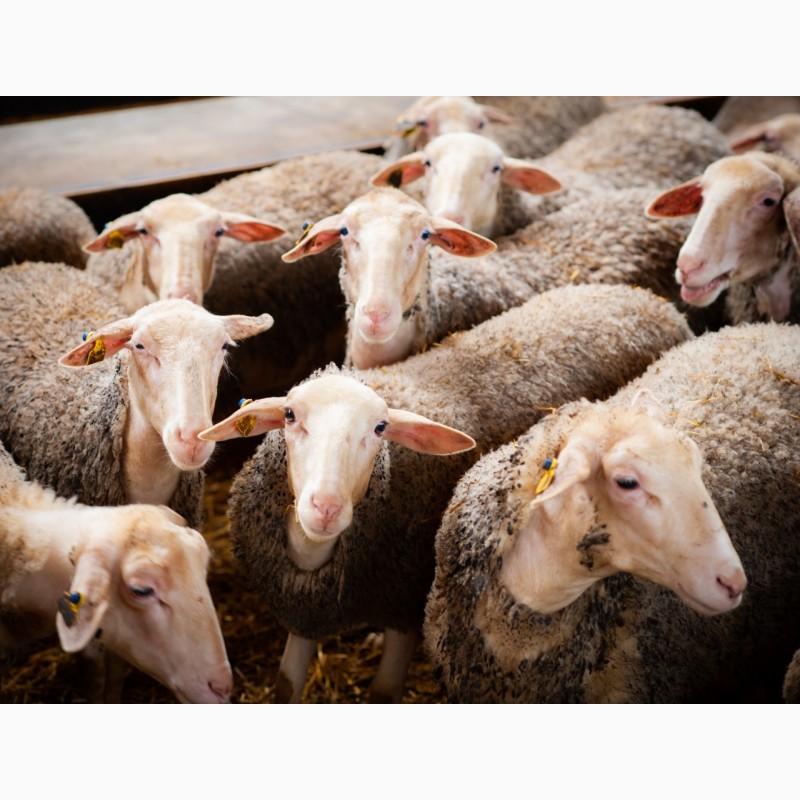Фото 19. Продаются овцы французской породы ЛАКОН