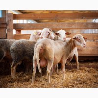 Продаются племенные чистокровные овцы французской породы ЛАКОН