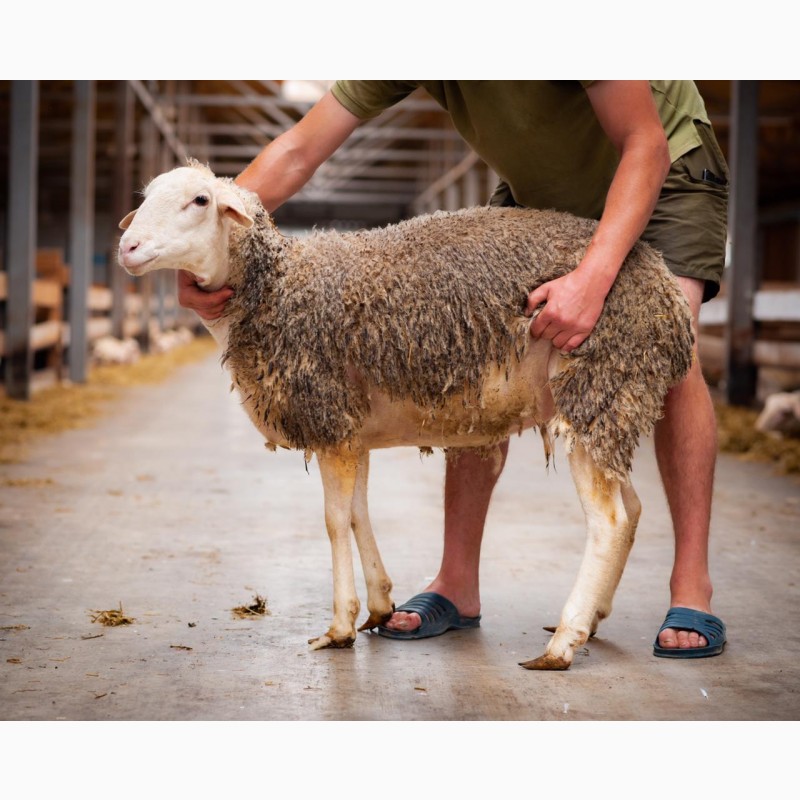 Фото 3. Продаются овцы французской породы ЛАКОН