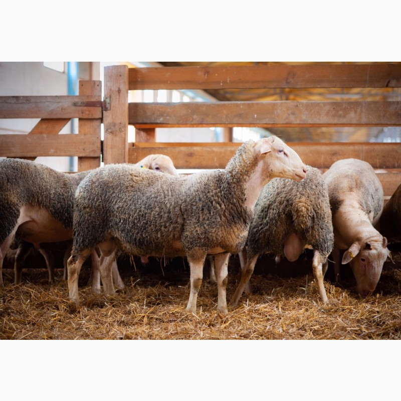 Фото 4. Продаются овцы французской породы ЛАКОН