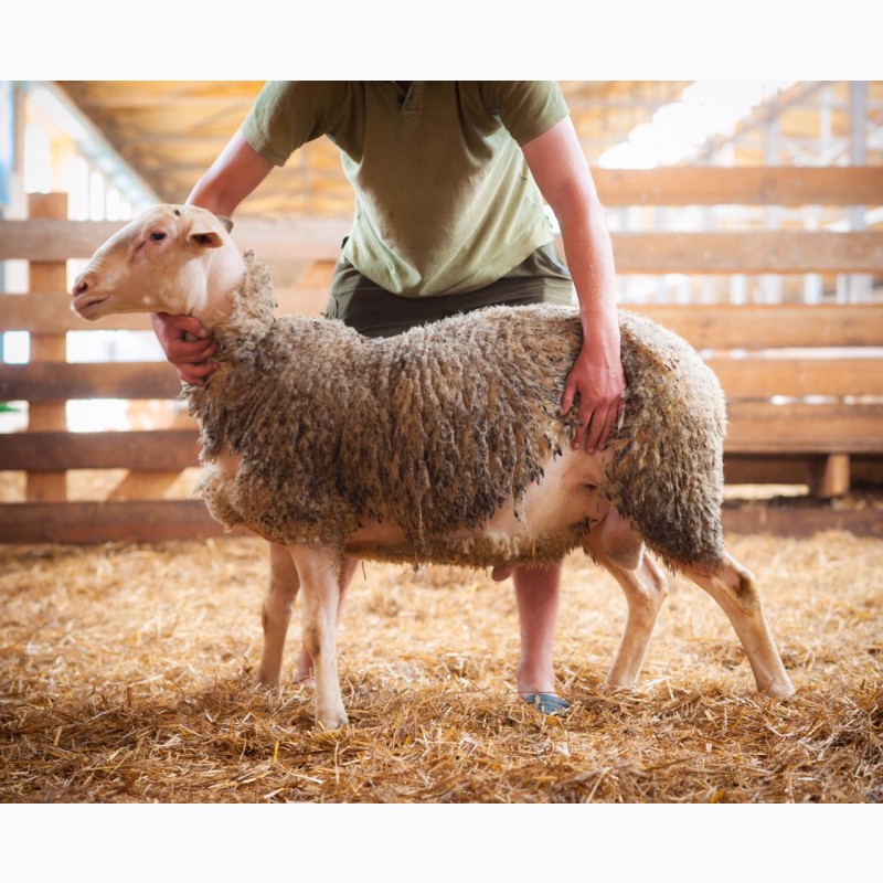 Фото 6. Продаются овцы французской породы ЛАКОН