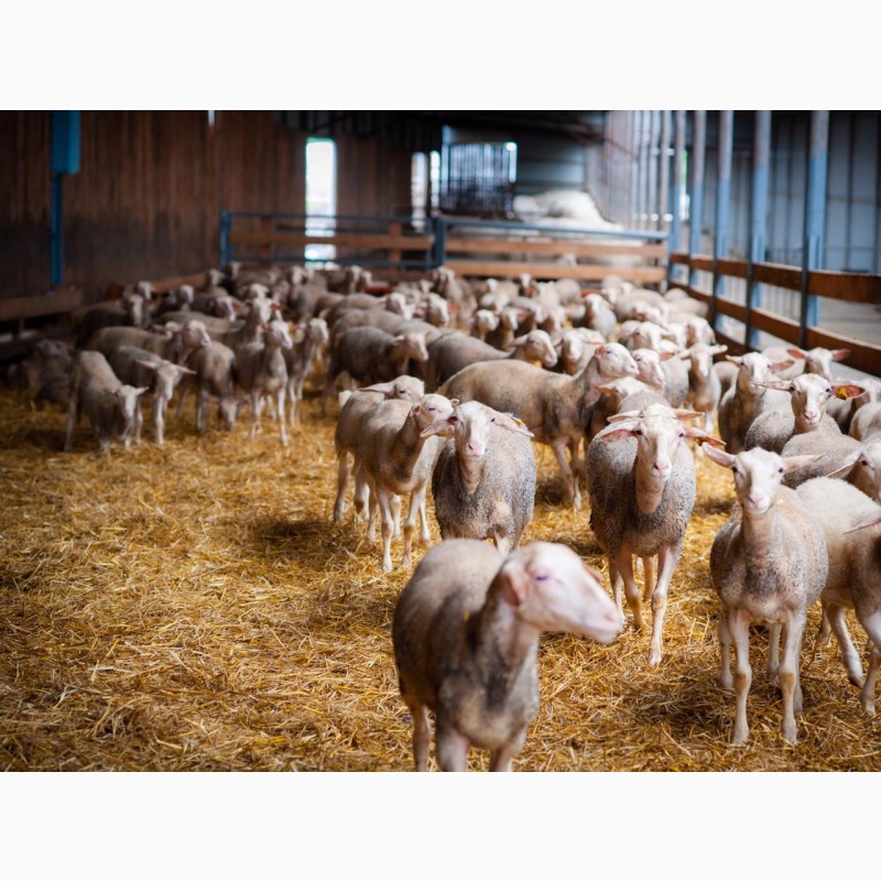 Фото 7. Продаются овцы французской породы ЛАКОН